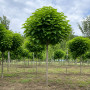 Катальпа бігнонієвидна Нана (Catalpa Bignonioides Nana) 12-14 см, Ра 200 см, С40