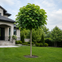 Катальпа бігнонієвидна Нана (Catalpa Bignonioides Nana) 12-14 см, Ра 200 см, С40