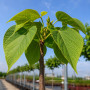 Катальпа бігнонієвидна Нана (Catalpa Bignonioides Nana) 12-14 см, Ра 200 см, С40