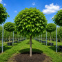 Катальпа бігнонієвидна Нана (Catalpa Bignonioides Nana) 16-18 см, Ра 200 см, С161