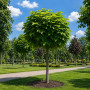Катальпа бігнонієвидна Нана (Catalpa Bignonioides Nana) 16-18 см, Ра 200 см, С161