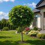 Катальпа бігнонієвидна Нана (Catalpa Bignonioides Nana) 16-18 см, Ра 200 см, С161