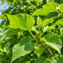 Катальпа бігнонієвидна Нана (Catalpa Bignonioides Nana) 16-18 см, Ра 200 см, С161