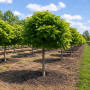 Катальпа бігнонієвидна Нана (Catalpa Bignonioides Nana) 18-20 см, Ра 200 см, С161