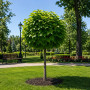 Катальпа бігнонієвидна Нана (Catalpa Bignonioides Nana) 18-20 см, Ра 200 см, С161