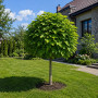 Катальпа бігнонієвидна Нана (Catalpa Bignonioides Nana) 18-20 см, Ра 200 см, С161