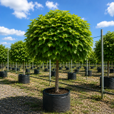 Катальпа бігнонієвидна Нана (Catalpa Bignonioides Nana) 8-10 см, Ра 200 см, С45