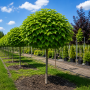Катальпа бігнонієвидна Нана (Catalpa Bignonioides Nana) 8-10 см, Ра 200 см, С45
