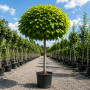 Катальпа бігнонієвидна Нана (Catalpa Bignonioides Nana) 18-20 см, Ра 220 см, 2xvWRB
