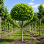 Катальпа бігнонієвидна Нана (Catalpa Bignonioides Nana) 18-20 см, Ра 220 см, 2xvWRB