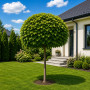 Катальпа бігнонієвидна Нана (Catalpa Bignonioides Nana) 18-20 см, Ра 220 см, 2xvWRB