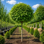 Катальпа бігнонієвидна Нана (Catalpa Bignonioides Nana) 20-25 см, Ра 220 см, 2xvWRB
