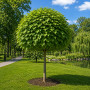 Катальпа бігнонієвидна Нана (Catalpa Bignonioides Nana) 20-25 см, Ра 220 см, 2xvWRB