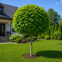 Катальпа бігнонієвидна Нана (Catalpa Bignonioides Nana) 20-25 см, Ра 220 см, 2xvWRB