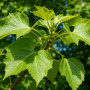 Катальпа бігнонієвидна Нана (Catalpa Bignonioides Nana) 20-25 см, Ра 220 см, 2xvWRB