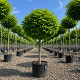 Катальпа бігнонієвидна Нана (Catalpa Bignonioides Nana) 25-30 см, Ра 220 см, 2xvWRB