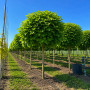 Катальпа бігнонієвидна Нана (Catalpa Bignonioides Nana) 25-30 см, Ра 220 см, 2xvWRB
