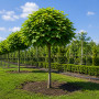 Катальпа бігнонієвидна Нана (Catalpa Bignonioides Nana) 10-12 см, Ра 130 см, С38