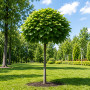 Катальпа бігнонієвидна Нана (Catalpa Bignonioides Nana) 10-12 см, Ра 130 см, С38