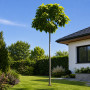 Катальпа бігнонієвидна Нана (Catalpa Bignonioides Nana) 10-12 см, Ра 130 см, С38