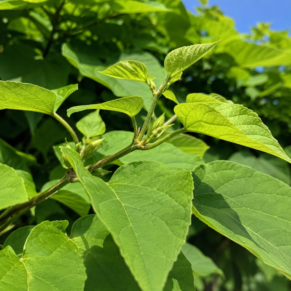 Катальпа бігнонієвидна Нана (Catalpa Bignonioides Nana) 10-12 см, Ра 130 см, С38