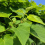 Катальпа бігнонієвидна Нана (Catalpa Bignonioides Nana) 10-12 см, Ра 130 см, С38