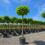 Катальпа бігнонієвидна Нана (Catalpa Bignonioides Nana) 12-14 см, Ра 130 см, С38