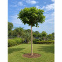 Катальпа бігнонієвидна Нана (Catalpa Bignonioides Nana) 12-14 см, Ра 130 см, С38