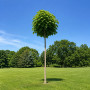 Катальпа бігнонієвидна Нана (Catalpa Bignonioides Nana) 12-14 см, Ра 130 см, С38