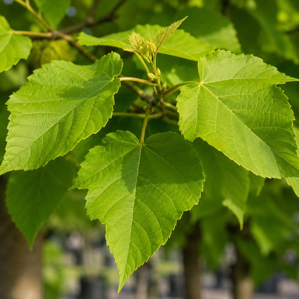 Катальпа бігнонієвидна Нана (Catalpa Bignonioides Nana) 12-14 см, Ра 130 см, С38