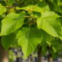 Катальпа бігнонієвидна Нана (Catalpa Bignonioides Nana) 12-14 см, Ра 130 см, С38