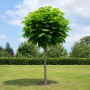 Катальпа бігнонієвидна Нана (Catalpa Bignonioides Nana) 14-16 см, Ра 130 см, С38
