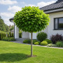 Катальпа бігнонієвидна Нана (Catalpa Bignonioides Nana) 14-16 см, Ра 130 см, С38