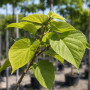 Катальпа бігнонієвидна Нана (Catalpa Bignonioides Nana) 14-16 см, Ра 130 см, С38