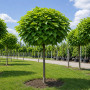 Катальпа бігнонієвидна Нана (Catalpa Bignonioides Nana) 16-18 см, Ра 130 см, С38