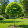 Катальпа бігнонієвидна Нана (Catalpa Bignonioides Nana) 16-18 см, Ра 130 см, С38