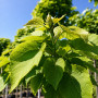Катальпа бігнонієвидна Нана (Catalpa Bignonioides Nana) 16-18 см, Ра 130 см, С38