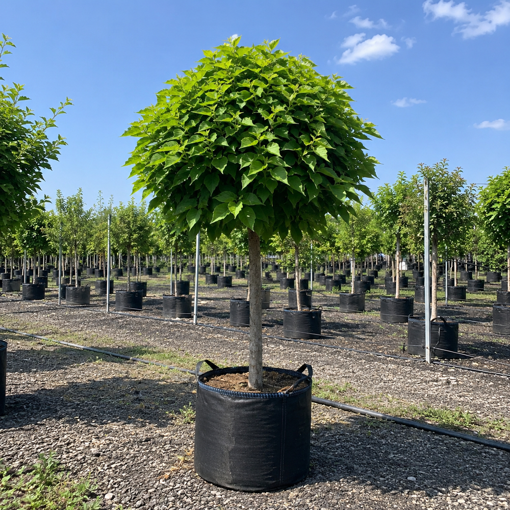 Катальпа бігнонієвидна Нана (Catalpa Bignonioides Nana) 18-20 см, Ра 130 см, С38