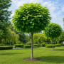 Катальпа бігнонієвидна Нана (Catalpa Bignonioides Nana) 18-20 см, Ра 130 см, С38