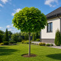 Катальпа бігнонієвидна Нана (Catalpa Bignonioides Nana) 18-20 см, Ра 130 см, С38