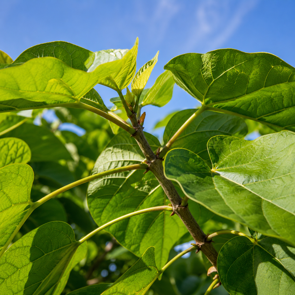 Катальпа бігнонієвидна Нана (Catalpa Bignonioides Nana) 18-20 см, Ра 130 см, С38