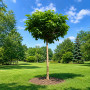 Катальпа бігнонієвидна Нана (Catalpa Bignonioides Nana) 8-10 см, Ра 130 см, С38