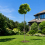 Катальпа бігнонієвидна Нана (Catalpa Bignonioides Nana) 8-10 см, Ра 130 см, С38