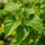 Катальпа бігнонієвидна Нана (Catalpa Bignonioides Nana) 8-10 см, Ра 130 см, С38