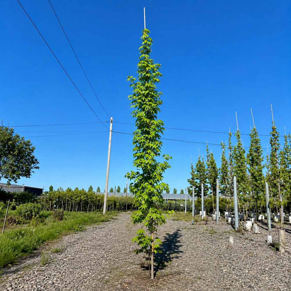 Ликвидамбар смолоносный Ворплесдон (Liquidambar styraciflua Worplesdon) 350+см, 10-12, С95