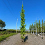 Ликвидамбар смолоносный Ворплесдон (Liquidambar styraciflua Worplesdon) 350+см, 10-12, С95