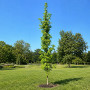 Ликвидамбар смолоносный Ворплесдон (Liquidambar styraciflua Worplesdon) 350+см, 10-12, С95