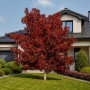 Ликвидамбар смолоносный Ворплесдон (Liquidambar styraciflua Worplesdon) 350+см, 10-12, С95