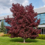 Ликвидамбар смолоносный Ворплесдон (Liquidambar styraciflua Worplesdon) 350+см, 10-12, С95