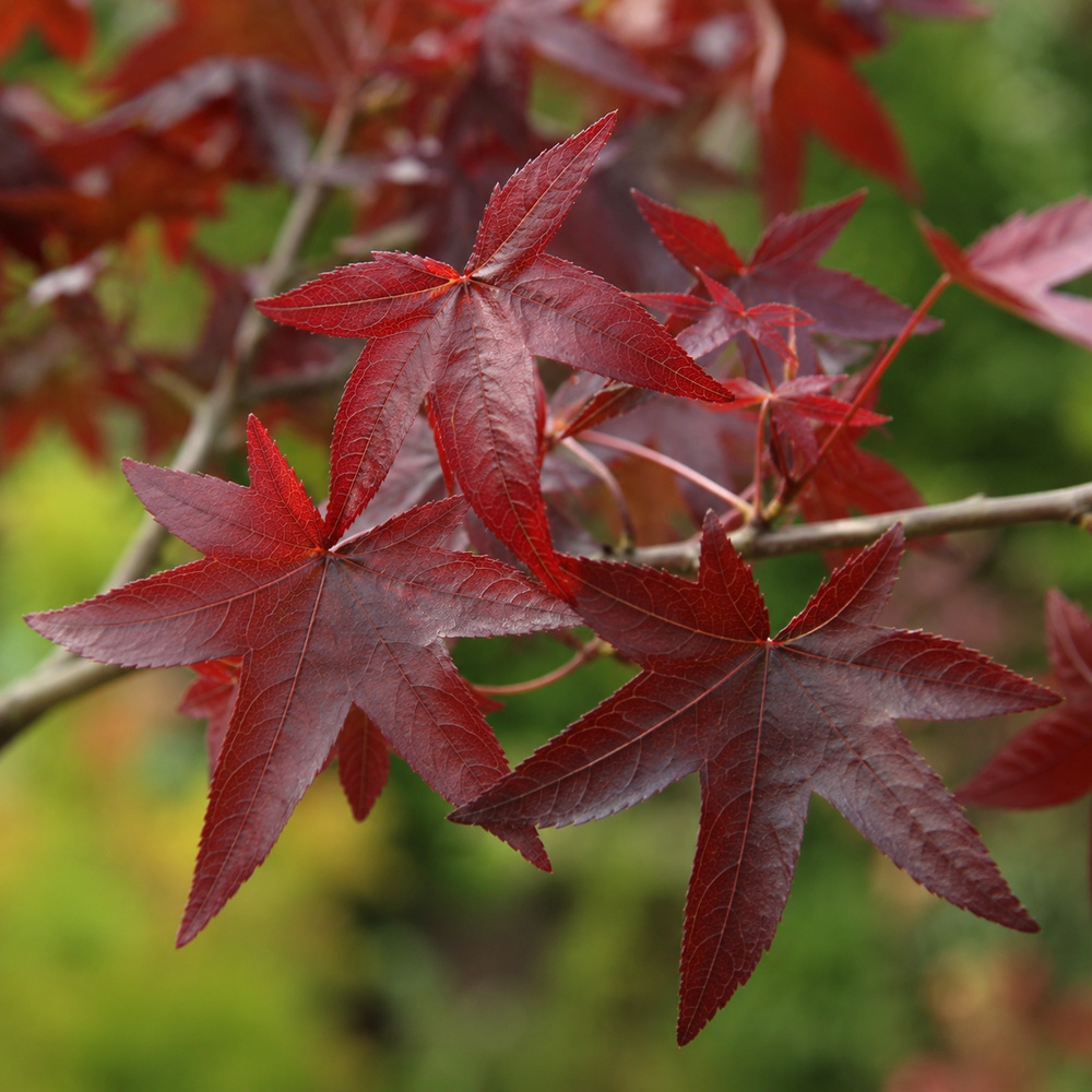 Ликвидамбар смолоносный Ворплесдон (Liquidambar styraciflua Worplesdon) 350+см, 10-12, С95